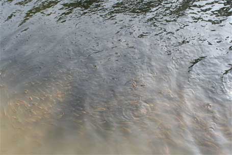 Pollution de la Dendre - Septembre 2007 Pollution de la Dendre - Septembre 2007