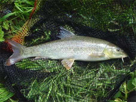 Photo de barbeau © B. Hecq Photo de barbeau prise aux lacs de l'Eau d'Heure 2008 © B. Hecq