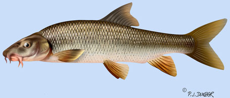 Dessin de barbeau P.J. Dunbar Dessin de barbeau P.J. Dunbar