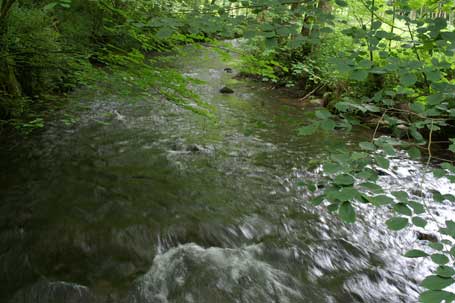 bescherming van de visbestanden en de aquatische milieus bescherming van de visbestanden en de aquatische milieus