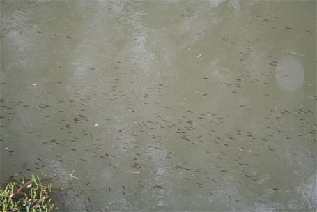 Pollution de la Dendre - Octobre 2006 Pollution de la Dendre - Octobre 2006